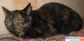 ВЯЗКА : СКОТИШ-СТРАЙТ ; КОТ КЛУБНЫЙ : ОКРАС : ЯРКИЙ КРАСНЫЙ ; ЧЕ 3