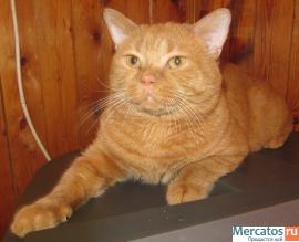 ВЯЗКА : СКОТИШ-СТРАЙТ ; КОТ КЛУБНЫЙ : ОКРАС : ЯРКИЙ КРАСНЫЙ ; ЧЕ