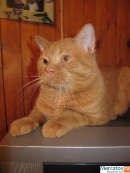 ВЯЗКА : СКОТИШ-СТРАЙТ ; КОТ КЛУБНЫЙ : ОКРАС : ЯРКИЙ КРАСНЫЙ ; ЧЕ 2