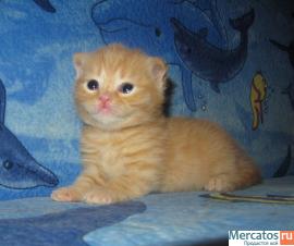 ВЯЗКА : СКОТИШ-СТРАЙТ ; КОТ КЛУБНЫЙ : ОКРАС : ЯРКИЙ КРАСНЫЙ ; ЧЕ 3