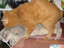 ВЯЗКА : СКОТИШ-СТРАЙТ ; КОТ КЛУБНЫЙ : ОКРАС : ЯРКИЙ КРАСНЫЙ ; ЧЕ 4