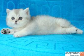 британская тиккированная серебристая кошечка