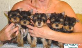 Йоркширские терьеры