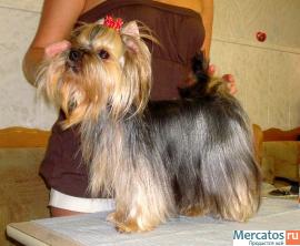 Йоркширские терьеры 2