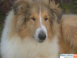 Щенки длинношерстных колли. Англия. Питомник.Продам.