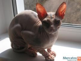 Донской сфинкс котята 5