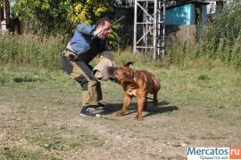 Щенки Южно Африканского Бурбуля из питомника ЛИБЭ КИНДЭР. 5