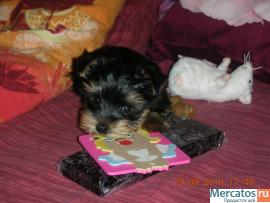 Прекрасные щенки йорширского терьера ждут именно Вас!