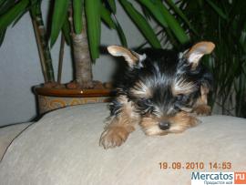 Прекрасные щенки йорширского терьера ждут именно Вас! 2