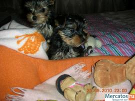 Прекрасные щенки йорширского терьера ждут именно Вас! 3