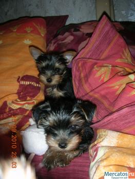 Прекрасные щенки йорширского терьера ждут именно Вас! 4