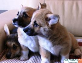 Щенки вельш корги пемброк