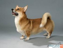 Щенки вельш корги пемброк 3