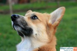 Щенки вельш корги пемброк 4