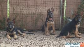 Щенки немецуой овчарки от рабочих производителей разных возрасто