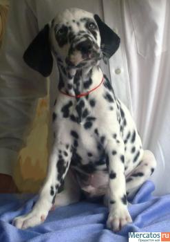 Продаются щенки далматина