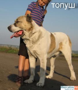 Продаем Щенков среднеазиатской овчарки 2