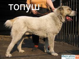 Продаем Щенков среднеазиатской овчарки 3