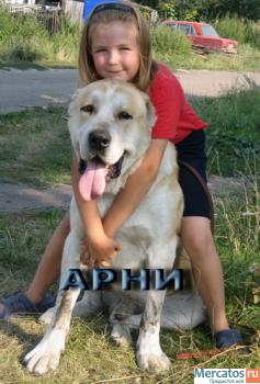 Продаем Щенков среднеазиатской овчарки 4