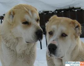 кобели среднеазиатской овчарки для вязки