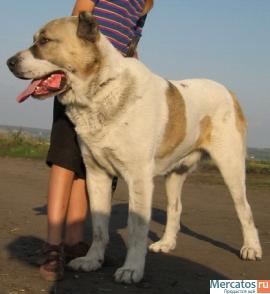 кобели среднеазиатской овчарки для вязки 2