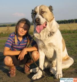 кобели среднеазиатской овчарки для вязки 3