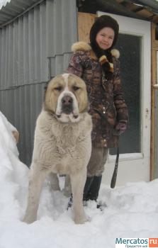 кобели среднеазиатской овчарки для вязки 4