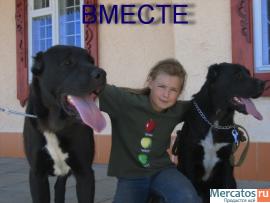 кобели среднеазиатской овчарки для вязки 5