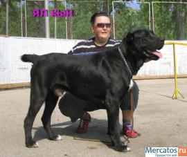 кобели среднеазиатской овчарки для вязки 6