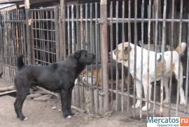 кобели среднеазиатской овчарки для вязки 7