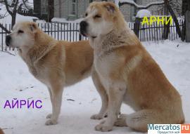 кобели среднеазиатской овчарки для вязки 8