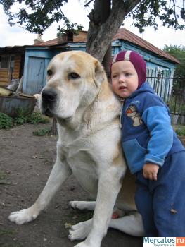 кобели среднеазиатской овчарки для вязки 9