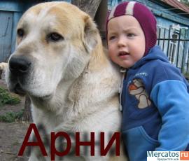 кобели среднеазиатской овчарки для вязки 10