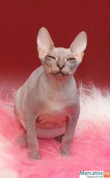 Превосходные котята донского сфинкса. 2