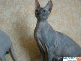 Превосходные котята донского сфинкса. 3