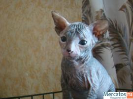 Превосходные котята донского сфинкса. 4