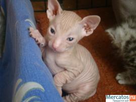 Превосходные котята донского сфинкса. 5