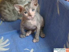 Превосходные котята донского сфинкса.