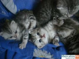Британские котята. 8