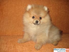 Щенок шпица померанского (ваш компаньон)