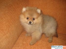 Щенок шпица померанского (ваш компаньон) 2