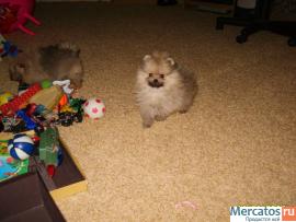 щенки шпица 2