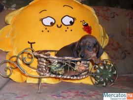 миниатюрные мальчики таксята 2