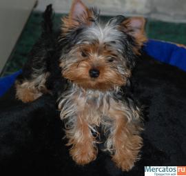 Йоркширский мини щенок, 2 месяца, шоу класс, дорого.