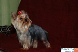 Йоркширский мини щенок, 2 месяца, шоу класс, дорого. 2