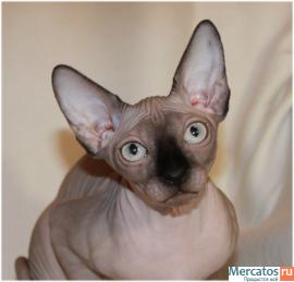 Канадский сфинкс. Котята. 4