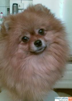 Померанский карликовый шпиц щенки 3