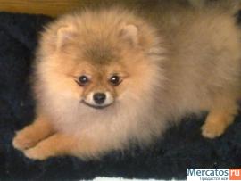 Померанский шпиц