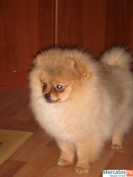 Померанский шпиц 2