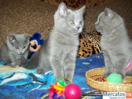 Британские кошечки 2